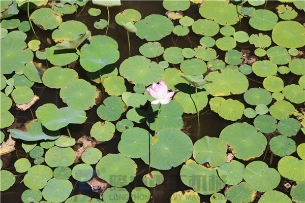 “荷風(fēng)送香氣，竹露滴清響”洛陽隆中重工2019年度員工旅游活動--登封大熊山仙人谷一日游